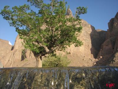 چشمه تامهر