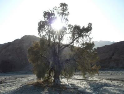 شهر سرگز احمدی
