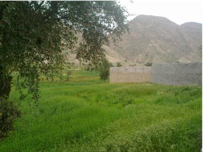 شهر منصوریه