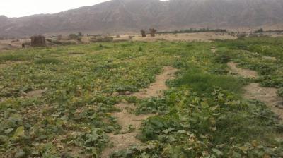 روستای علی آباد