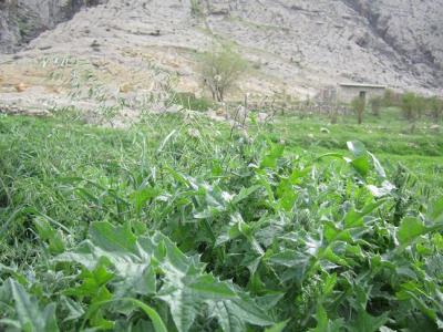 روستای تره دان