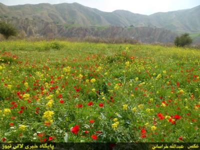 روستای چیتی