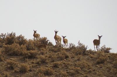 منطقه‌ حفاظت شده‌ رئیسی