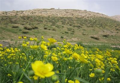 حناعلیشاه