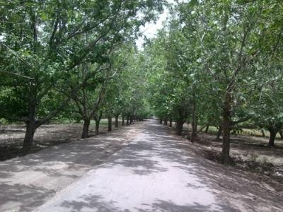 روستای كلدان