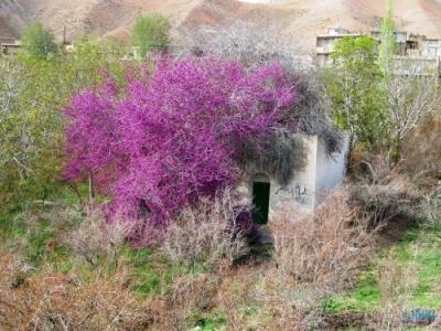 امامزاده طاهر (ع) پاكدشت