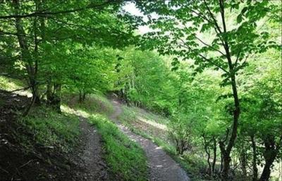 جنگل حاتم مه شسی