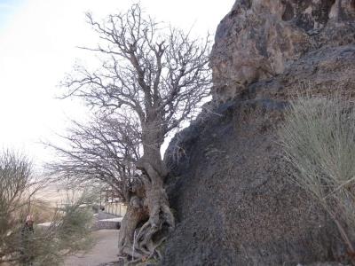 درخت كهنسال بنه بلنجیر