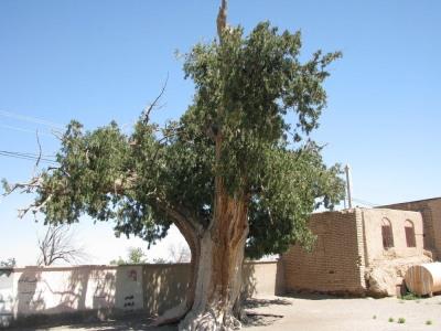 درخت كهنسال سرو گسك