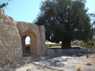 درخت كهنسال سرو فورگ