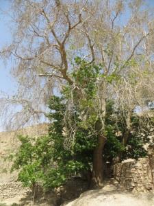 درخت كهنسال چنار مزار سلطان تیمور
