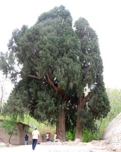 سرو سیرچ