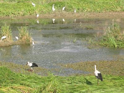 رودخانه سقز