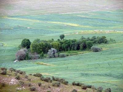 باغ كهره