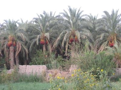 روستای قلعه عسكر