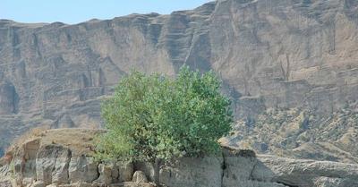 منطقه شكار ممنوع چهل پا