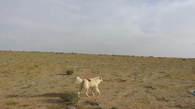 روستای ساراب