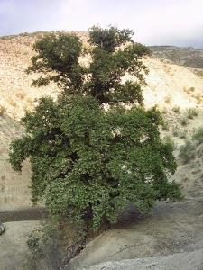 روستای چنارلی