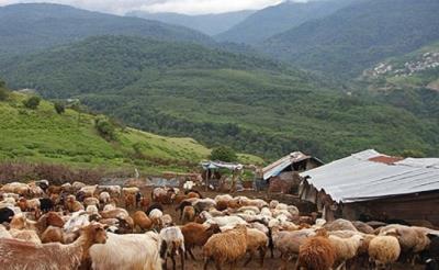 آئین سنتی شیردوشان