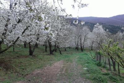 روستای ناصرآباد كجور