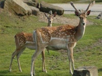 پارك آهوان جزیره كیش