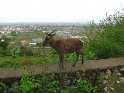 پارك جنگلی سیاهداران