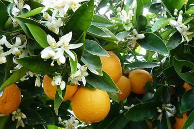 آیین های ایرانی؛ عروسی درخت نارنج (برداشت نارنج)