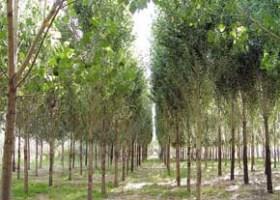 خوانسار-02rnjcTtEt