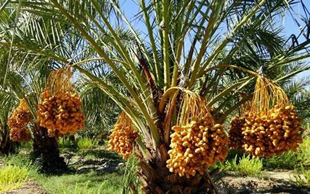 در سفر به آبادان از كجاها دیدن كنیم؟-04u4qwll2c