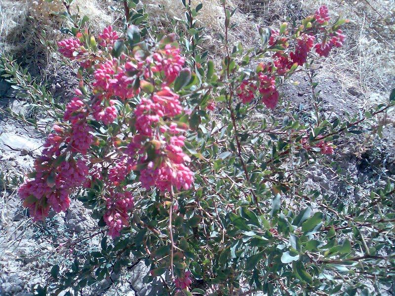 روستای بنه كمر فریدونشهر-0CgqfTxhhY
