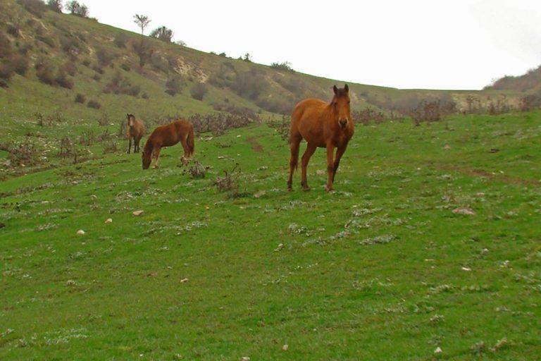 ۲۰ جای دیدنی گلستان در تابستان-0GnC9gyjRx