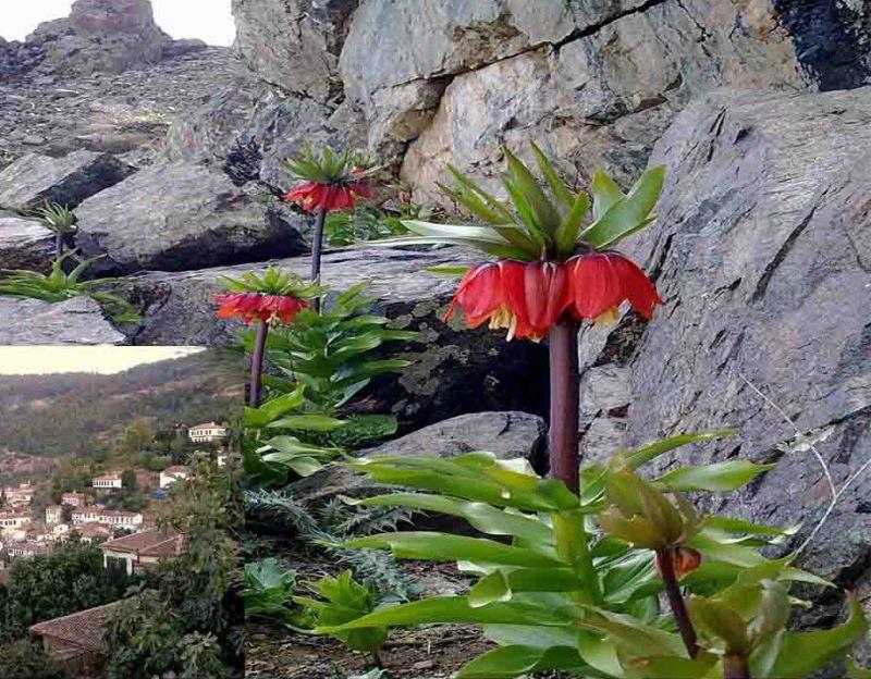 روستای چرمله سنندج-0WpczUwjjK
