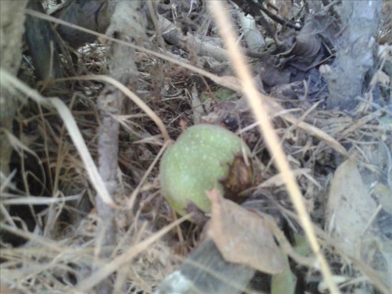 روستای بانقلان و قلعه توت-0YNgAG0tUk