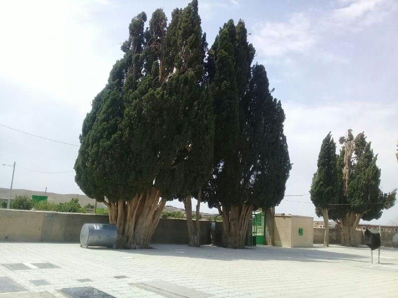 درختان سرو امامزاده میرقوام الدین نوق-0YqUKTA7lR
