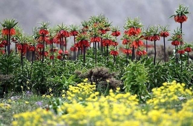 دشتهای لاله واژگون-0dzw5gMPLF