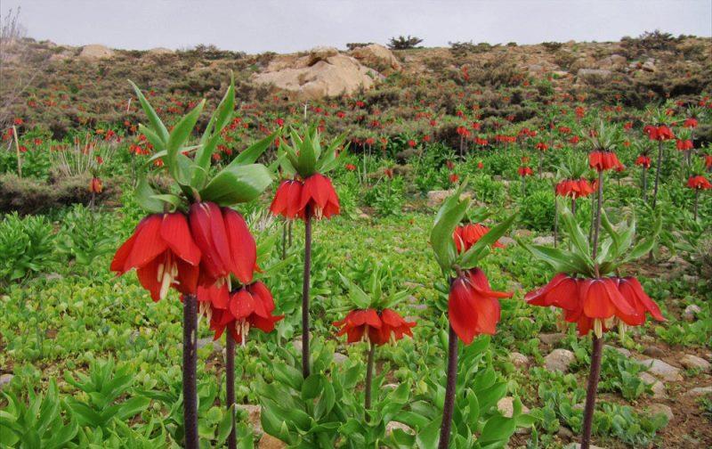 جاده بودجان دهاقان-0i8iVedgdU