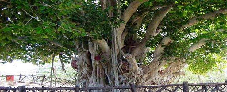 درختی سرسبز با قدمت ۵۰۰ ساله در كیش-0uyUPPPPOU