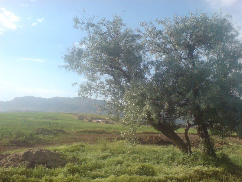 شهر دستناء-14muEtXC1p