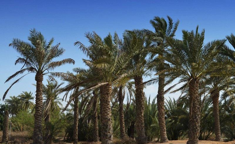 روستای شلحه امام حسن-1BHz3dLalI