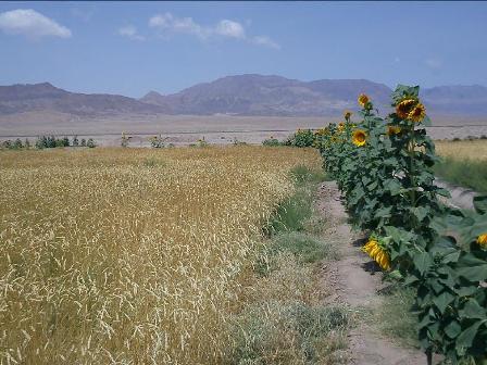 روستای شریف آباد راور-1RullRo8dC