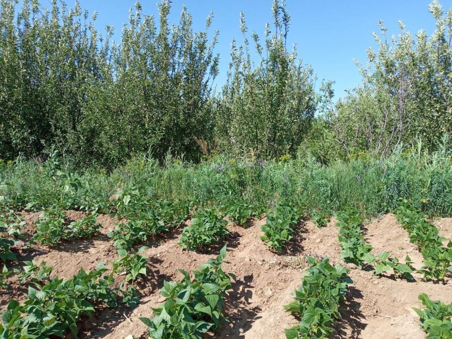 روستای وفرجین همدان-1fzr0PXFFG