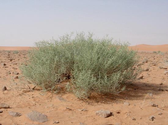 پناهگاه حیات وحش شیر احمد سبزوار استان خراسان رضوی, سبزوار-2RzjucA4w2