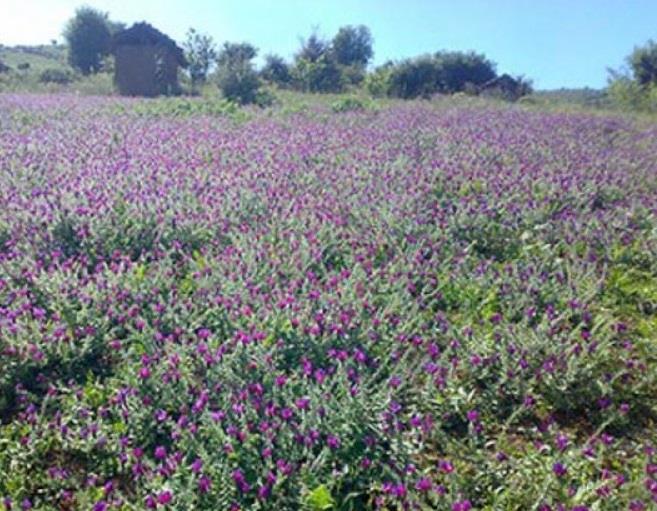 روستای شوك-2ynOguZIef