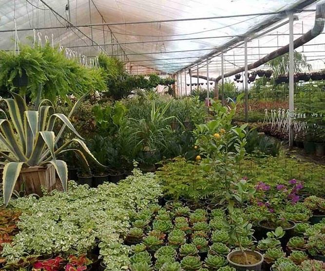 باغ گل محلات (هلند ایران)-3DvKzzgWnK