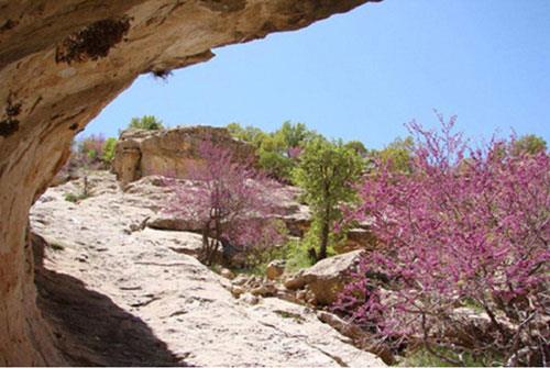 تنگ ارغوان-3QhCLuVbKv