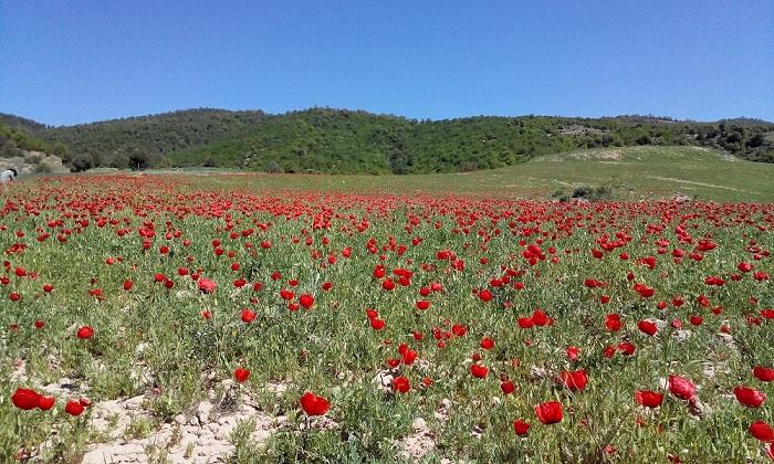 روستای سیب چال-3k77GHEdbF