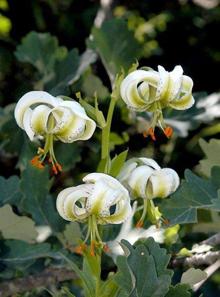 تصاویری زیبا از سوسن چلچراغ-45ktGIJKLO