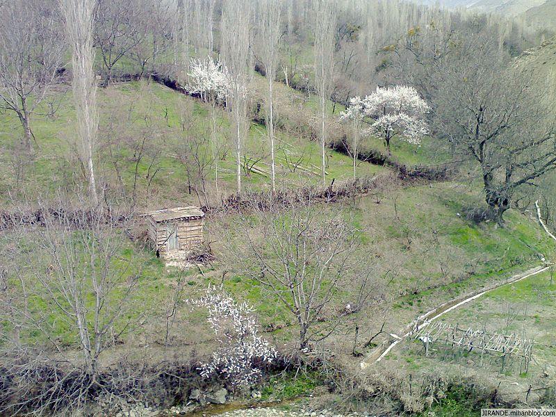 جیرنده-47NOc10jpe