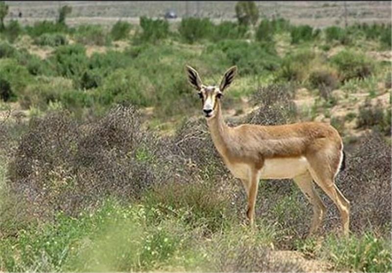 پارك ملی بمو ، طبیعتی حفاظت شده با حیوانات نادر-47SUeOpHAn