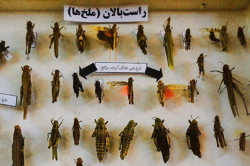موزه حشرات هایك میرزایانس-4HbNjbOXS8